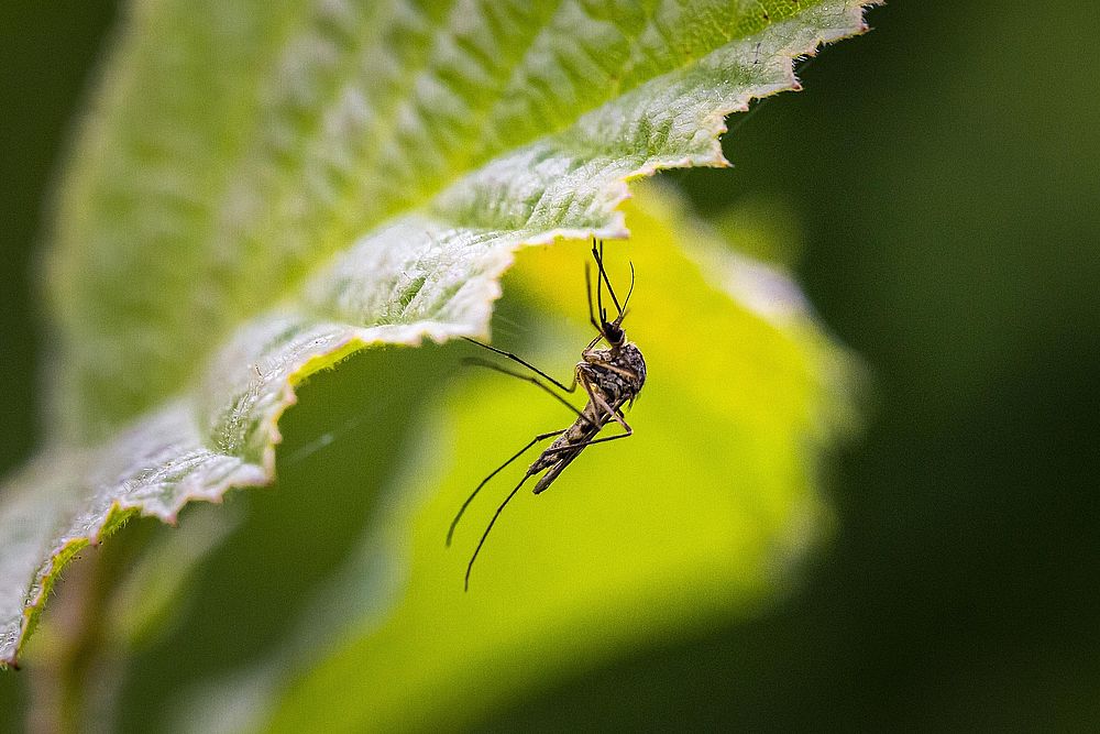 mosquito-4840948_1920 Képzett segédápoló szakmai képzés